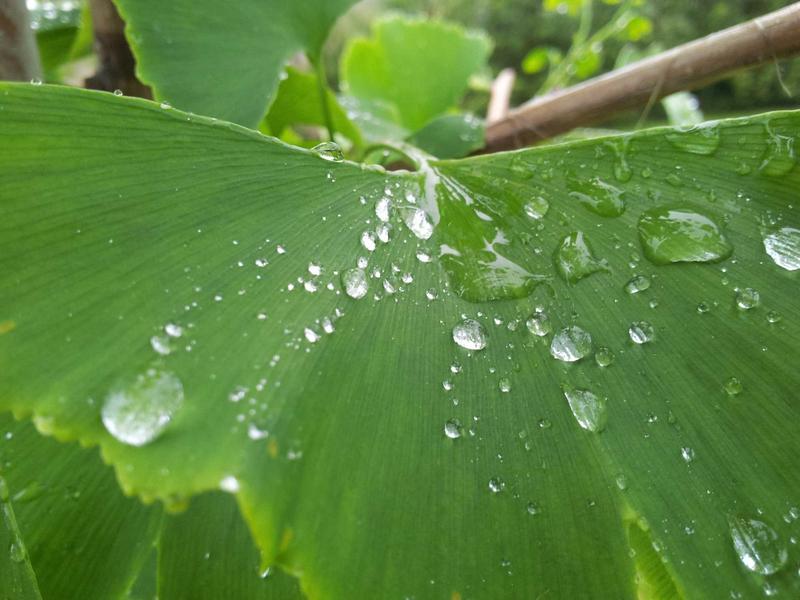 宿醉解药<br>qyf5seag.cn 番茄汁加盐方